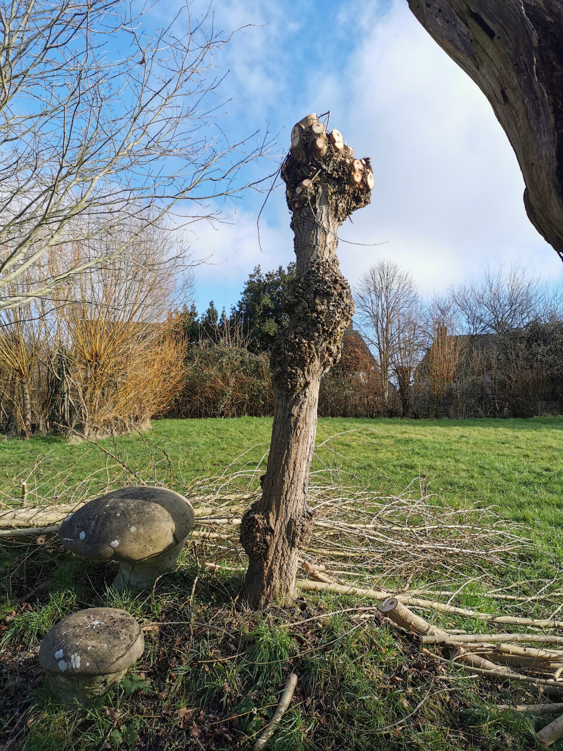 Les trognes, un savoir-faire ancestral tombé dans l’oubli…